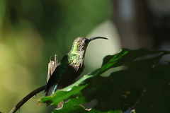 Campylopterus hemileucurus