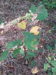 Hamamelis virginiana