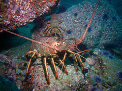 Panulirus interruptus