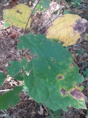 Hamamelis virginiana