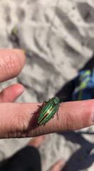 Buprestis aurulenta