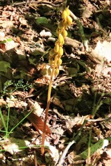 Corallorhiza maculata maculata
