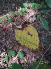 Hamamelis virginiana