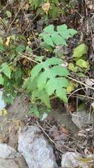 Polymnia canadensis