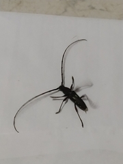 Ambonus distinctus
