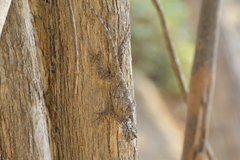 Urosaurus bicarinatus