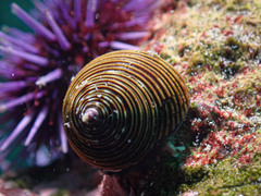 Calliostoma canaliculatum
