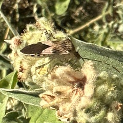 Hypselonotus punctiventris