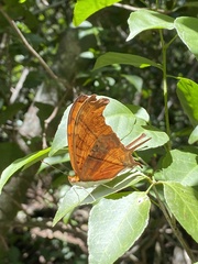 Marpesia petreus