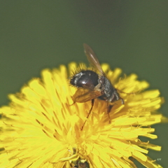 Epalpus signifer