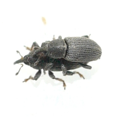 Tychius