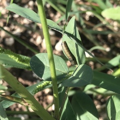 Spodoptera ornithogalli