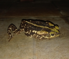 Rhinella icterica
