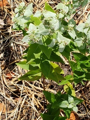 Pycnanthemum muticum