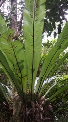 Thamnopteris