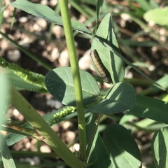 Spodoptera ornithogalli