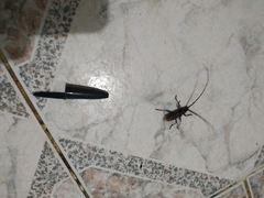 Ambonus distinctus