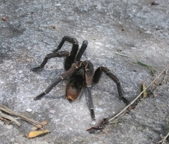 Aphonopelma seemanni