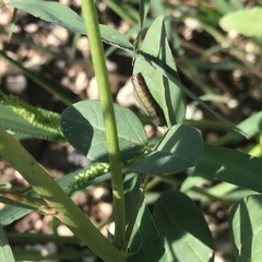 Spodoptera ornithogalli