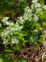 Pycnanthemum muticum