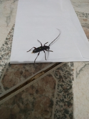 Ambonus distinctus