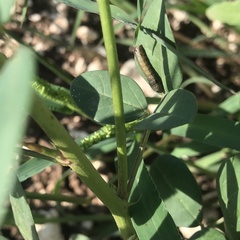 Spodoptera ornithogalli