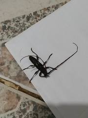 Ambonus distinctus