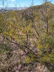 Vachellia vernicosa