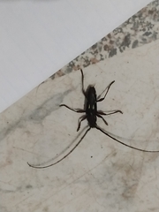 Ambonus distinctus