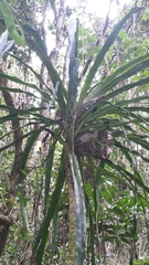 Dracaena xiphophylla image