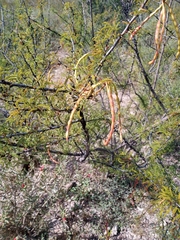 Vachellia vernicosa