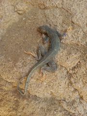 Microlophus peruvianus