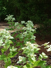 Pycnanthemum muticum