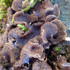 Peltigera evansiana