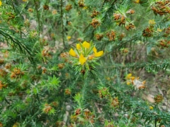 Phyllota phylicoides
