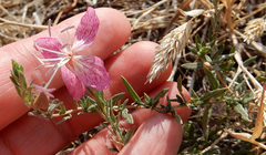 Oenothera canescens