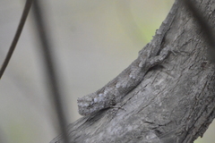 Urosaurus bicarinatus