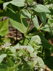 Pycnanthemum muticum