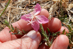 Oenothera canescens