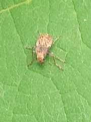 Araecerus fasciculatus