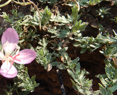 Oenothera canescens