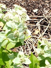 Pycnanthemum muticum