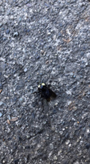 Bombus vosnesenskii
