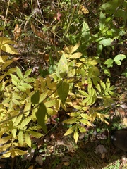 Pycnanthemum muticum