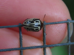 Zygogramma bicolorata