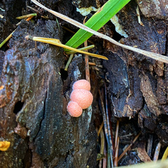 Lycogala epidendrum