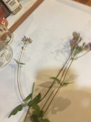 Conoclinium coelestinum