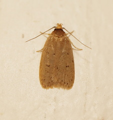 Eulechria convictella