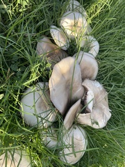 Agaricus californicus