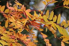 Sorbus decora